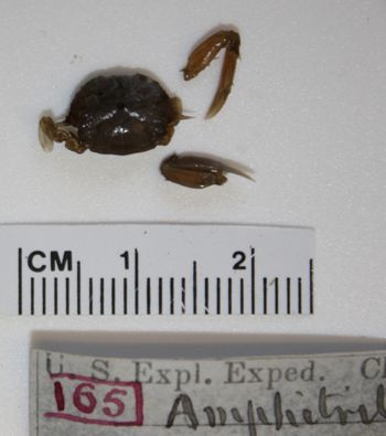 Media type: image;   Invertebrate Zoology CRU-4290